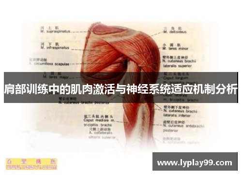 肩部训练中的肌肉激活与神经系统适应机制分析 肩部训练中的肌肉激活与神经系统适应机制分析